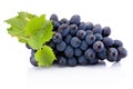 Fresh of blue grapes with leaves isolated on white background Royalty Free Stock Photo