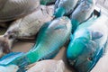 Fresh blue and grey fish for sale at Apia Seafood Market in Samoa, South Pacific Royalty Free Stock Photo