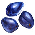 Fresh blue plums isolated, watercolor painting