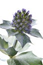 Fresh blue sea holly close up Royalty Free Stock Photo