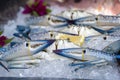 Fresh blue swimming crab on ice at street food market in Thailand, closeup Royalty Free Stock Photo