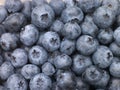 Fresh Blueberries Royalty Free Stock Photo