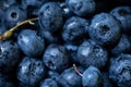 Fresh blueberries background, one of the berries with a twig. Vegan and vegetarian concept. Macro texture of blueberry berries.