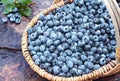 Fresh Blueberries in a Basket Royalty Free Stock Photo