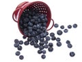 Fresh Blueberries in a Bright Red Colander Royalty Free Stock Photo