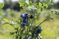 Fresh blueberries on a bush. Ripe and unripe berries.