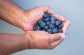 Fresh blueberries cupped in the hands of an African American man