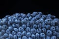 Fresh blueberries in disposable plastic food pack on black background. Close-up of Bog bilberry, bog blueberry, northern bilberry