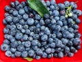Fresh blueberries for eating. Juicy blue berries in a red container Royalty Free Stock Photo