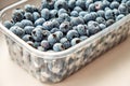 Fresh blueberries from the forest in a plastic container on a white background. Side view Royalty Free Stock Photo