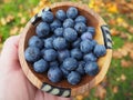 Fresh blueberries fruits forest harvest