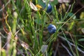 Fresh blueberries in grass. Juicy bilberry in green grass. Summer berries harvest. Sweet organic food.