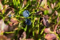 Fresh blueberries in grass. Juicy bilberry in green grass. Summer berries harvest. Sweet organic food.