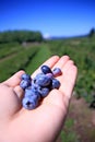 Fresh Blueberries in Hand Royalty Free Stock Photo