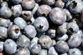 Fresh Blueberries Royalty Free Stock Photo