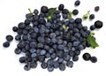 Fresh blueberries. Juicy blue berries heap are scattered on white. Bilberry is antioxidant and healthy nutrition Royalty Free Stock Photo