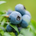 Fresh blueberries in nature outdoors