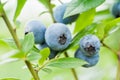 Fresh blueberries in nature outdoors