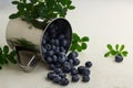 Fresh blueberries are pouring out of an alluminium mug