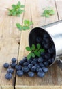 Fresh blueberries are pouring out of an alluminium mug