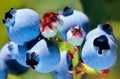 Fresh Blueberries ripening on the bush