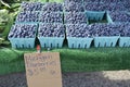 Fresh Blueberries for sale