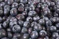 Fresh Blueberries Royalty Free Stock Photo