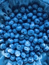 Fresh blueberries are what make summer just so delicious