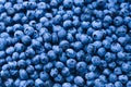 Fresh blueberry background. Texture blueberry berries close up