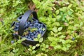 Fresh blueberry in basket