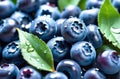 Fresh blueberry berry with green leaves3