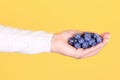 Fresh blueberry in hand, isolated on yellow background Royalty Free Stock Photo