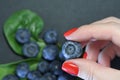 Fresh blueberry on hands. Female hand holding blueberries Royalty Free Stock Photo