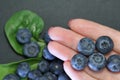 Fresh blueberry on hands. Female hand holding blueberries Royalty Free Stock Photo