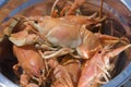 Fresh boiled crawfish in a bowl Royalty Free Stock Photo