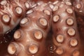Fresh boiled Octopus ready for eat Royalty Free Stock Photo