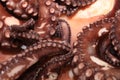 Fresh boiled Octopus ready for eat Royalty Free Stock Photo