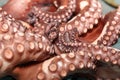 Fresh boiled Octopus ready to eat Royalty Free Stock Photo