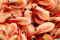 Fresh boiled shrimps Royalty Free Stock Photo