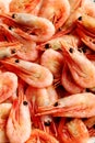 Fresh boiled shrimps Royalty Free Stock Photo
