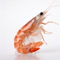 Fresh boiled tiger shrimp isolated