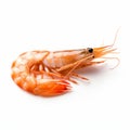 Fresh boiled tiger shrimp isolated