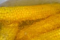 Fresh boiled young corn. Close up. Home cooking