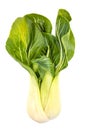 Fresh Bok Choy (Pak Choi)