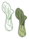 Fresh bok choy, illustration, vector Royalty Free Stock Photo