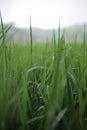 fresh bokeh lush Green rice field for background Royalty Free Stock Photo