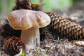Fresh boletus edulis Royalty Free Stock Photo