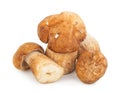 Fresh boletus edulis Royalty Free Stock Photo