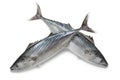 Fresh bonito fishes Royalty Free Stock Photo