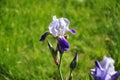 Beautiful blue iris flowers in spring. Royalty Free Stock Photo